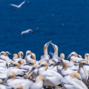 Gull in Percé