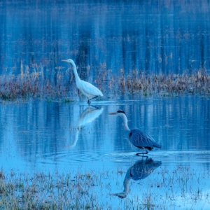 202101 Reflet des Hérons à l'étang de Sionnet