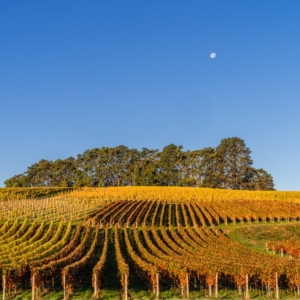 202110 Couleurs d'automne sur les Vignes de Choulex