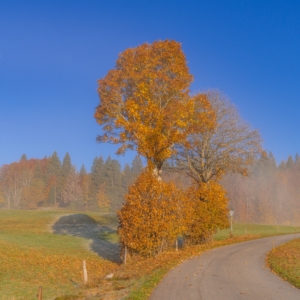 202110 Couleurs d'automne dans le Jura