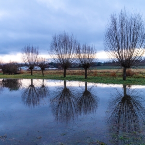 202112 Reflet à Choulex