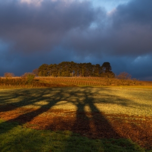 202112 A l'ombre des arbres d'automne